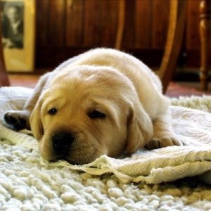 How to Remove Pet Stain from Carpet? Tips to Cleaning Pet Stains like A Pro