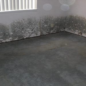 Tips To Prevent Carpet Mold From Water Damage